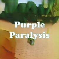 Purple Paralysis strain