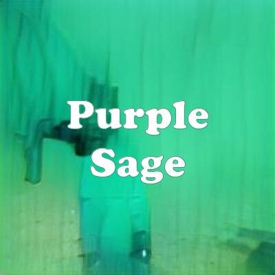 Purple Sage strain