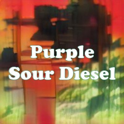 Purple Sour Diesel strain