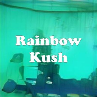Rainbow Kush strain