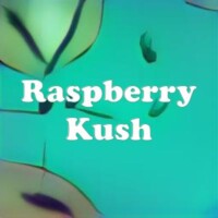 Raspberry Kush strain