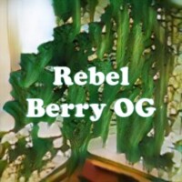 Rebel Berry OG strain