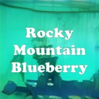Rocky Mountain Blueberry strain