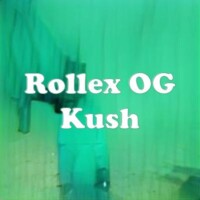 Rollex OG Kush strain
