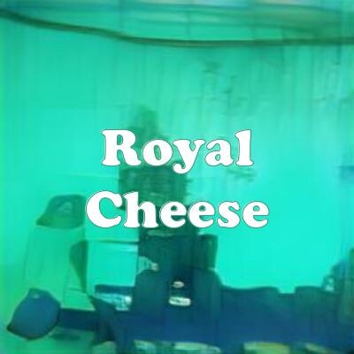 Royal Cheese strain