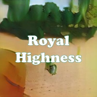 Royal Highness strain