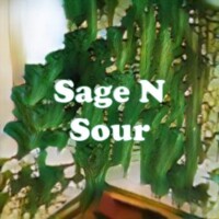 Sage N Sour strain