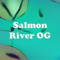Salmon River OG strain
