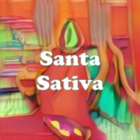 Santa Sativa strain