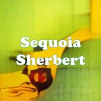 Sequoia Sherbert strain