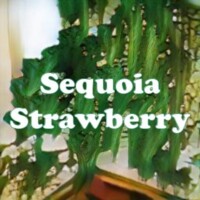 Sequoia Strawberry strain