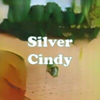 Silver Cindy strain