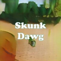 Skunk Dawg strain