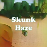 Skunk Haze strain