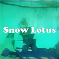 Snow Lotus strain