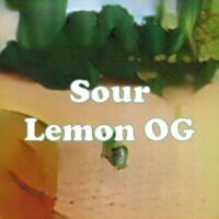 Sour Lemon OG strain