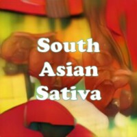 South Asian Sativa strain
