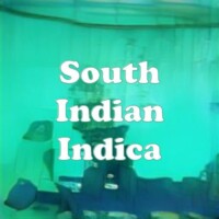South Indian Indica strain