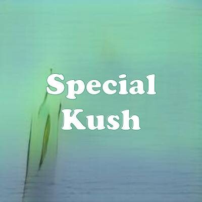 Special Kush strain