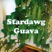Stardawg Guava strain