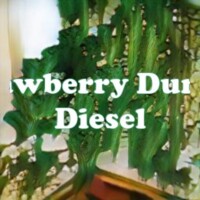 Strawberry Durban Diesel strain