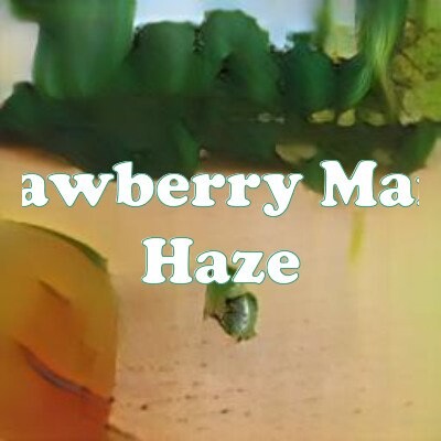 Strawberry Mango Haze strain