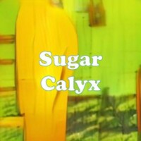 Sugar Calyx strain