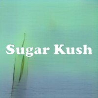 Sugar Kush strain