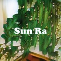 Sun Ra strain