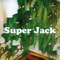 Super Jack strain
