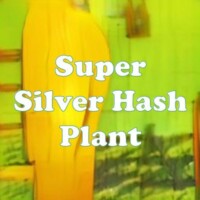 Super Silver Hash Plant strain