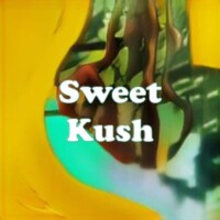 Sweet Kush strain