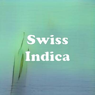 Swiss Indica strain