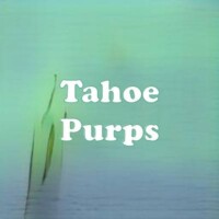 Tahoe Purps strain