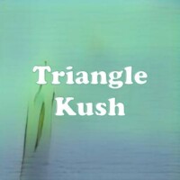 Triangle Kush strain