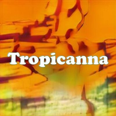 Tropicanna strain