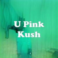 U Pink Kush strain