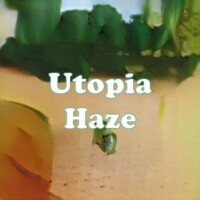 Utopia Haze strain