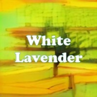 White Lavender strain