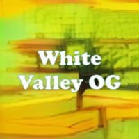 White Valley OG strain