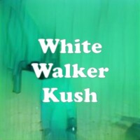 White Walker Kush strain