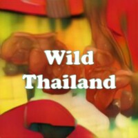 Wild Thailand strain