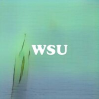 WSU strain