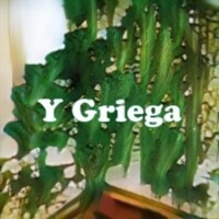 Y Griega strain