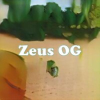 Zeus OG strain